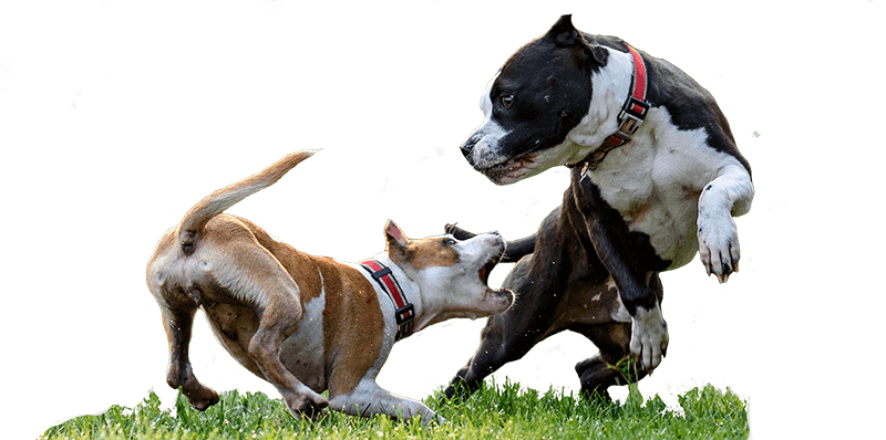 The Dog Calming Code™ by Doggy Dan (MatF) - The Online Dog Trainer