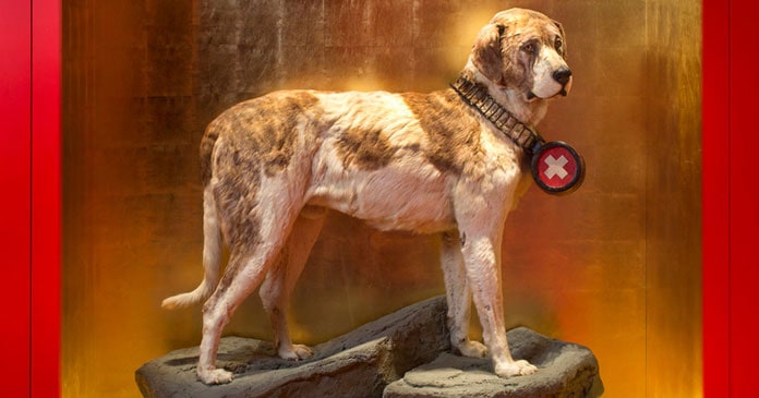 Celebrating-National-DogWeek-A-Tribute-to-10-Incredible-Canine-Companions-BLOG-IMAGES-2