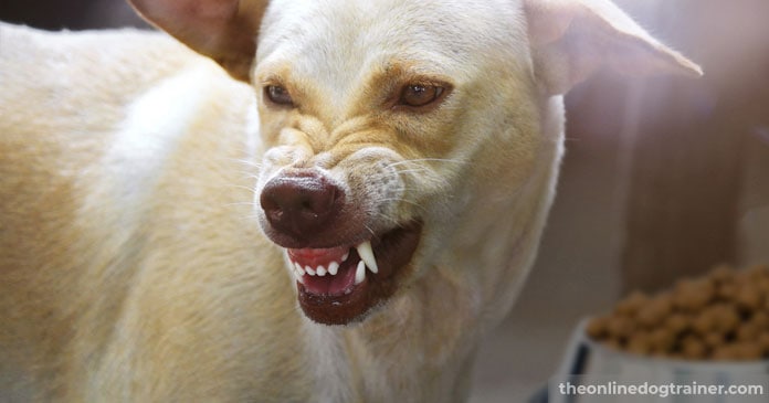 Rescue-Dog-Series-Part-1-5-Way-to-Help-Your-Dog-Overcome-Resource-Guarding-Behavioral-Issues-FEATURED-IMAGE