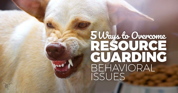 Rescue-Dog-Series-Part-1-5-Way-to-Help-Your-Dog-Overcome-Resource-Guarding-Behavioral-Issues-HEADLINE-IMAGE