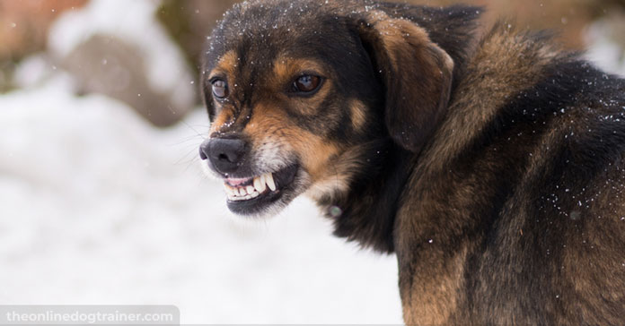 Rescue-Dog-Series-Part-2-Putting-an-End-to-Aggressive-Behaviors-FEATURED-IMAGE