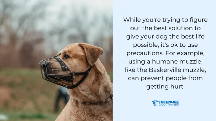 dog muzzle dogs rarely bite