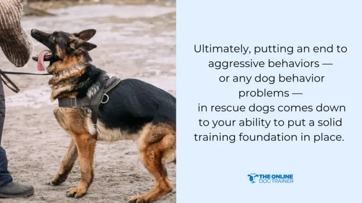 dog bites territorial aggression