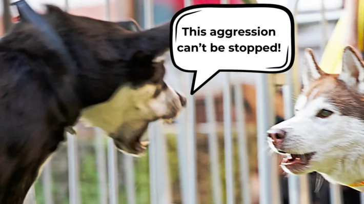 what to do if my dog is aggressive