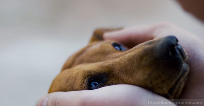 Rescue-Dog-Series-Part-4-5-Methods-for-Helping-Your-Rescue-Dog-Overcome-Anxiety-FEATURED-IMAGE