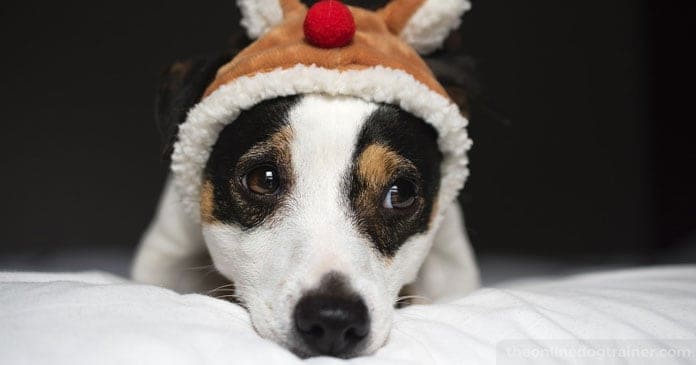 Christmas-Puppies-Are-You-Truly-Ready-For-The-Responsibility-of-a-Dog-BLOG-IMAGES-5