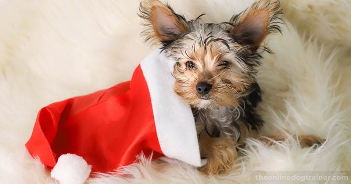 Christmas-Puppies-Are-You-Truly-Ready-For-The-Responsibility-of-a-Dog-BLOG-IMAGES-6