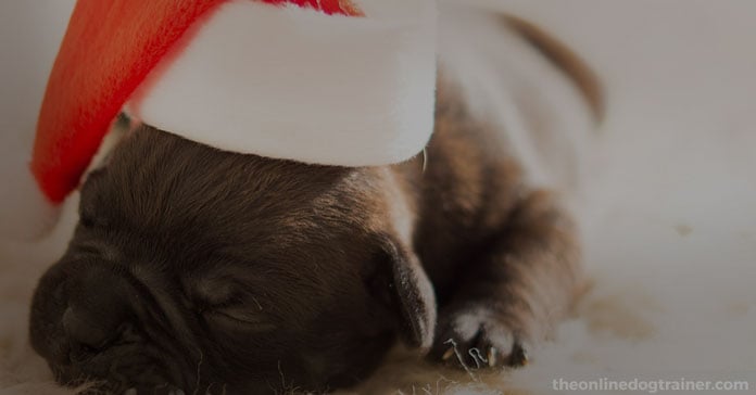 Christmas-Puppies-Are-You-Truly-Ready-For-The-Responsibility-of-a-Dog-FEATURED-IMAGE