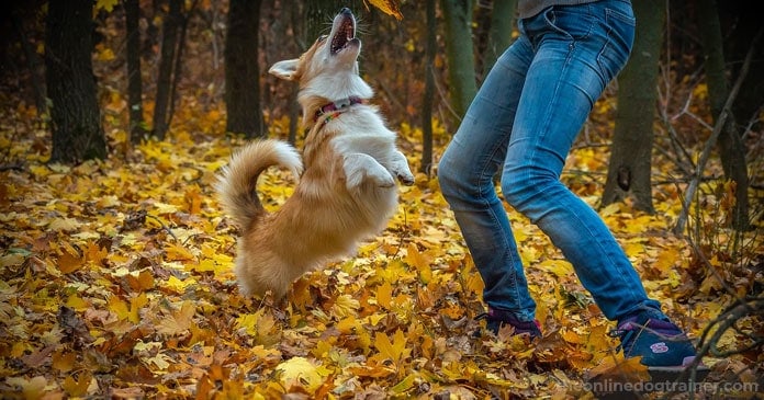Dog-Appreciation-5-Things-to-Thank-Your-Dog-For-This-Thanksgiving-BLOG-IMAGES-2