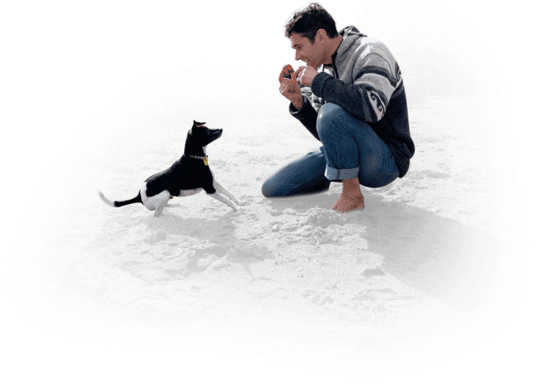The Dog Calming Code: My #1 Secret to Successfully Training Over 37,000 ...