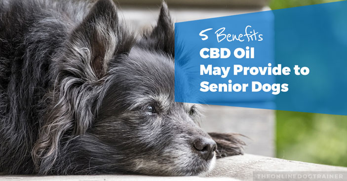 5-Benefits-CBD-Oil-May-Provide-to-Senior-Dogs-HEADLINE