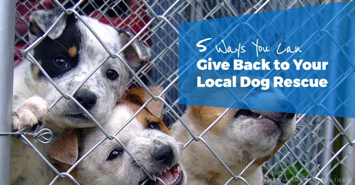 5-Ways-to-give-back-to-local-dog-rescue-HEADLINE-IMAGE
