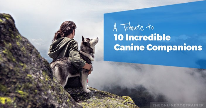 Celebrating-National-DogWeek-A-Tribute-to-10-Incredible-Canine-Companions-HEADLINE-IMAGE