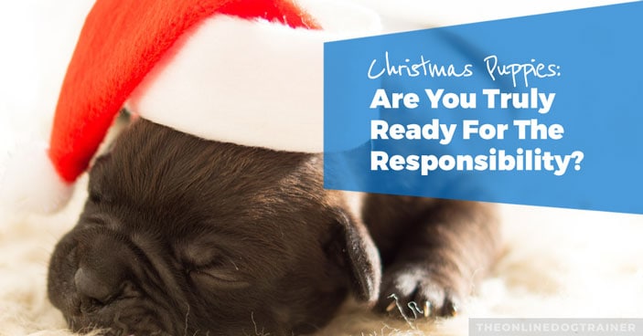 Christmas-Puppies-Are-You-Truly-Ready-for-the-Responsibility-of-a-Dog-HEADLINE-IMAGE