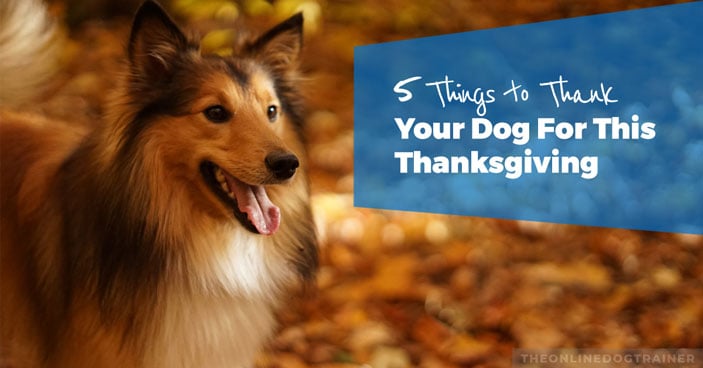 Dog-Appreciation-5-Things-to-Thank-Your-Dog-For-This-Thanksgiving-HEADLINE-IMAGE
