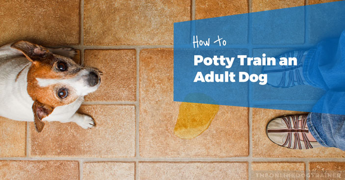Doggy-Dans-Training-Tips-How-to-Potty-Train-an-Adult-Dog-HEADLINE-IMAGE