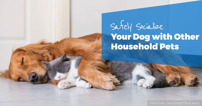 How-to-Safely-Socialize-Your-Dog-with-Other-Household-Pets-HEADLINE-IMAGE