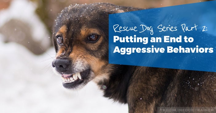 Rescue-Dog-Series-Part-2-Putting-an-End-to-Aggressive-Behaviors-HEADLINE-IMAGE