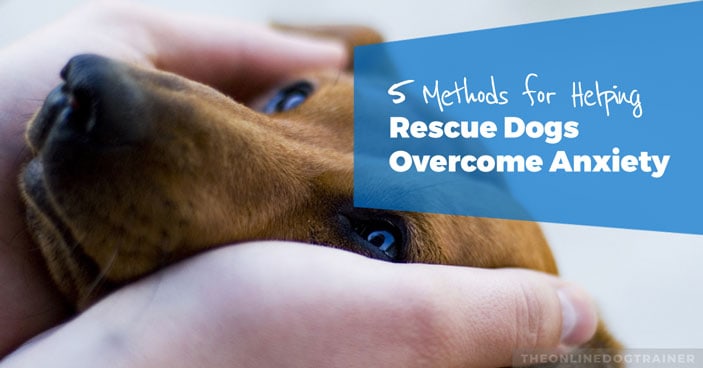 Rescue-Dog-Series-Part-4-5-Methods-for-Helping-Your-Rescue-Dog-Overcome-Anxiety-HEADLINE-IMAGE