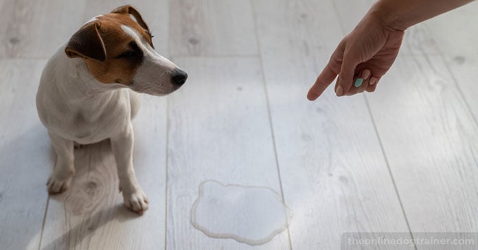 Rescue-Dog-Series-Part-5-Solving-Inappropriate-Elimination-Issues-FEATURE-IMAGE