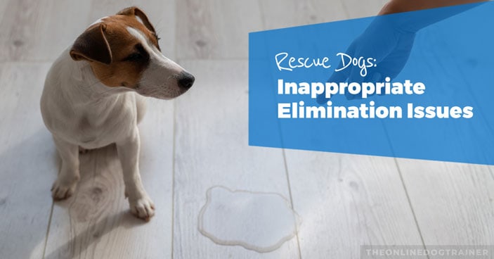 Rescue-Dog-Series-Part-5-Solving-Inappropriate-Elimination-Issues-HEADLINE-IMAGE