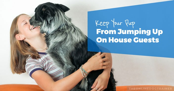Jumping-Dogs-How-to-Keep-Your-Pup-from-Jumping-on-House-Guests-HEADLINE-IMAGES