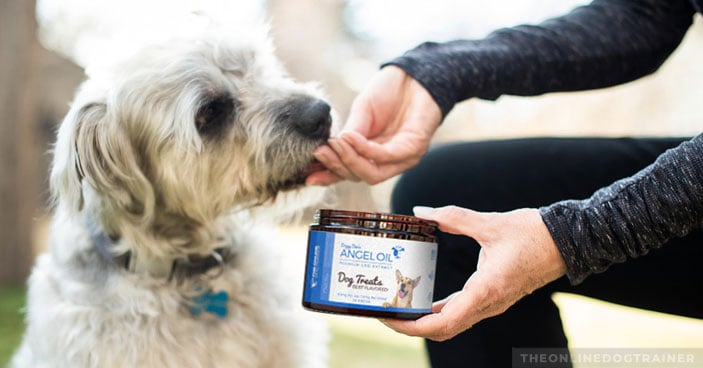 CBD-Oil-for-Dogs-The-Key-to-Training-Untrainable-Dogs-BLOG-IMAGES-1