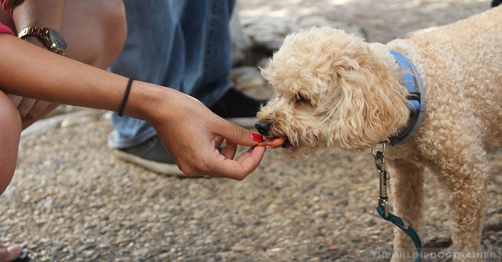 CBD-Oil-for-Dogs-The-Key-to-Training-Untrainable-Dogs-BLOG-IMAGES-3