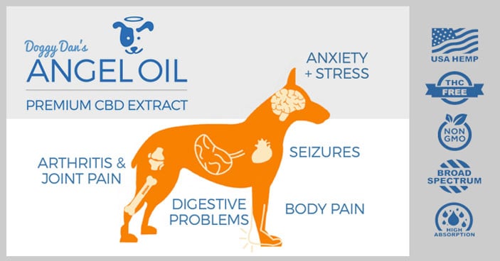 CBD-Oil-for-Dogs-The-Key-to-Training-Untrainable-Dogs-BLOG-IMAGES-5