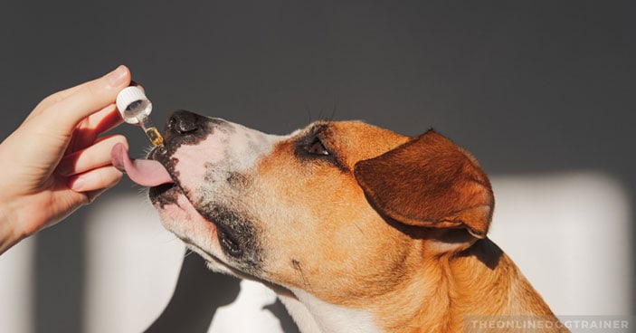 CBD-Oil-for-Dogs-The-Key-to-Training-Untrainable-Dogs-FEATURED-IMAGE