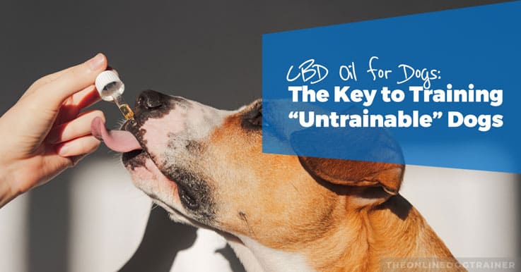 CBD-Oil-for-Dogs-The-Key-to-Training-Untrainable-Dogs-HEADLINE-IMAGE