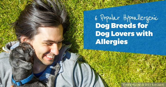 6-Popular-Hypoallergenic-Dog-Breeds-for-Dog-Lovers-with-Allergies-HEADLINE-IMAGE