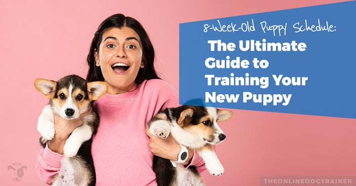 8-week-old-puppy-schedule-ultimate-guide-to-puppy-training-HEADLINE-IMAGE