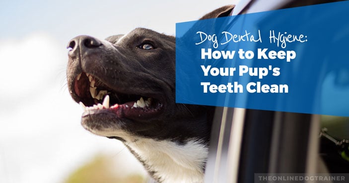 Dog-Dental-Hygiene-How-to-Keep-Your-Pups-Teeth-Clean-HEADLINE-IMAGE