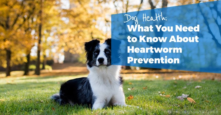 Dog-Health-What-You-Need-to-Know-About-Heartworm-Prevention-HEADLINE-IMAGE-1
