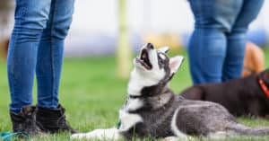 Dog-Training-Does-My-Pup-Need-to-Attend-Dog-Obedience-School-FEATURED-IMAGE