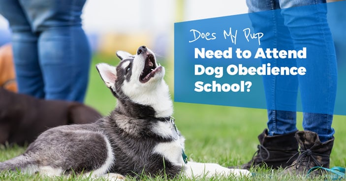 Dog-Training-Does-My-Pup-Need-to-Attend-Dog-Obedience-School-HEADLINE-IMAGE