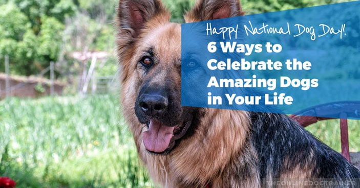 Happy-National-Dog-Day-6-Ways-to-Celebrate-the-Amazing-Dogs-in-Your-Life-HEADLINE-IMAGE