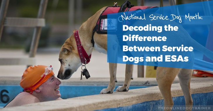 Difference Between Service Dogs and ESAs