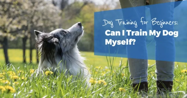 dog training for beginners