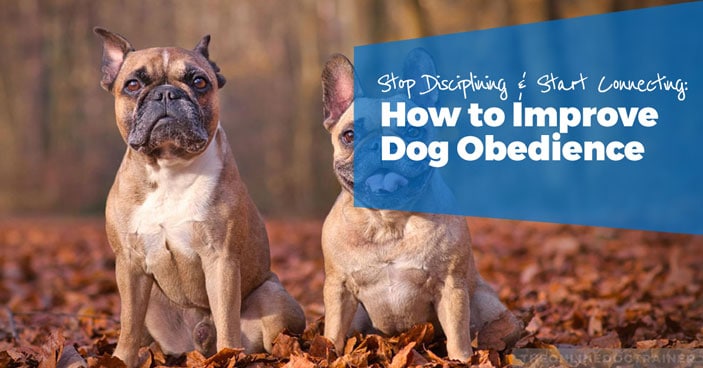 Stop-Disciplining-and-Start-Connecting-How-to-Improve-Dog-Obedience-HEADLINE-IMAGE