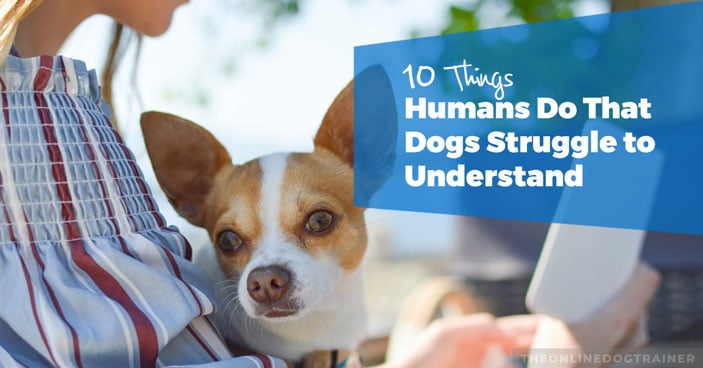 10-Things-Humans-Do-That-Dogs-Struggle-to-Understand-HEADLINE-IMAGE