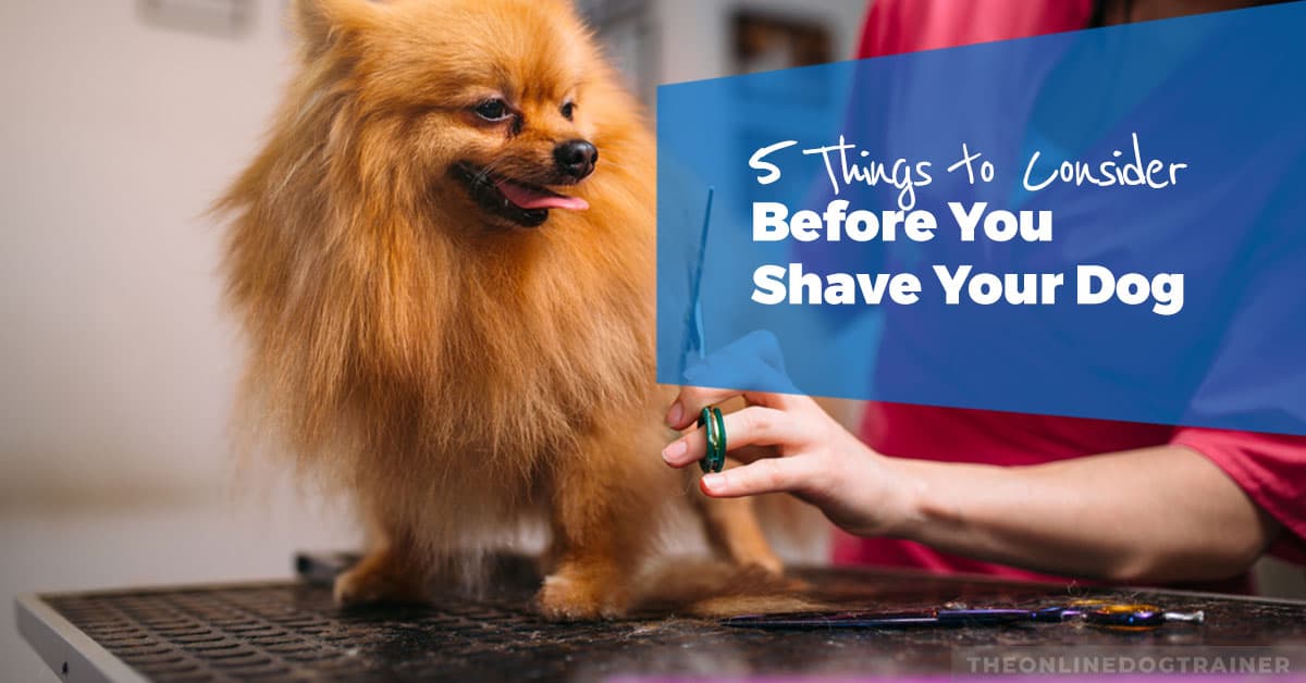 5-Things-to-Consider-Before-You-Shave-Your-Dog-HEADLINE-IMAGE
