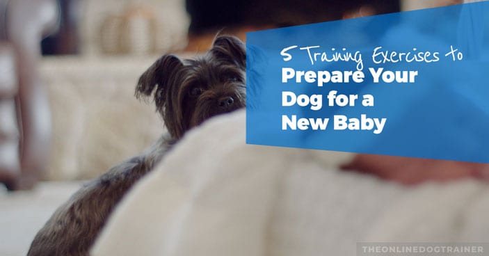 5-Training-Exercises-to-prepare-your-dog-for-a-new-baby-HEADLINE