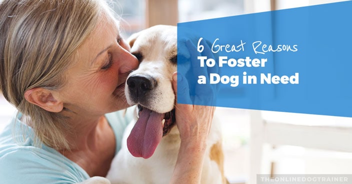 6-Great-Reasons-to-Foster-a-Dog-in-Need-HEADLINE-IMAGE