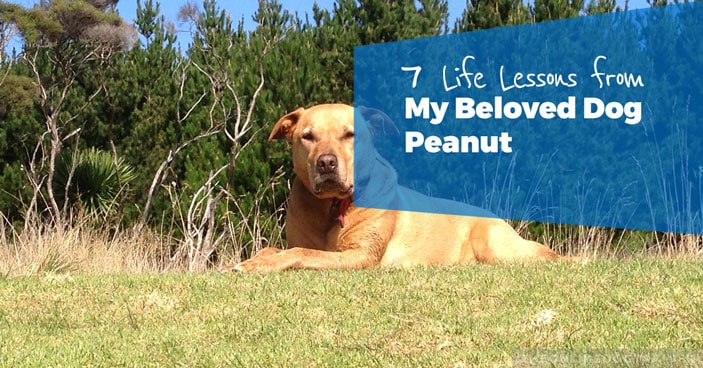 7-Life-Lessons-from-My-Beloved-Dog-Peanut-HEADLINE-IMAGE