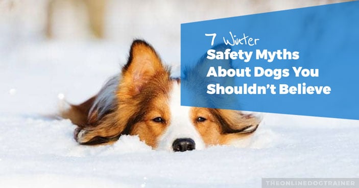 7-Winter-Safety-Myths-about-Dogs-You-Shouldn’t-Believe-HEADLINE-IMAGE