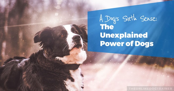A-Dogs-Sixth-Sense-The-Unexplained-Power-of-Dogs-HEADLINE