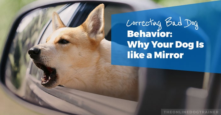 Correcting-Bad-Dog-Behaviour-Why-Your-Dog-Is-like-a-Mirror-HEADLINE