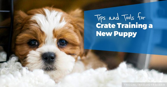 Crate-Training-a-New-Puppy-Tips-and-Tools-for-Setting-Up-Your-Pup-HEADLINE
